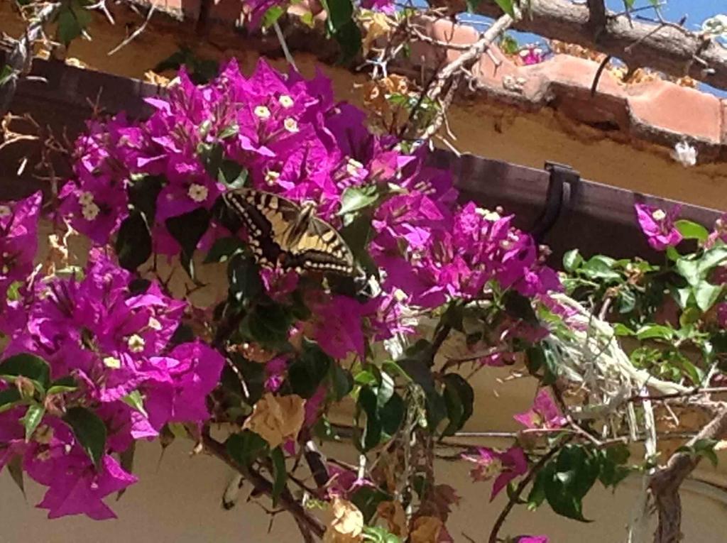 מאלמה The Garden Villas מראה חיצוני תמונה